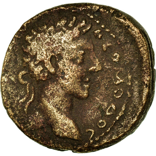 Coniare, 
  
  Cirrestica, 
  
  Commodo